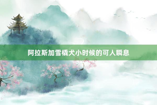 阿拉斯加雪橇犬小时候的可人瞬息